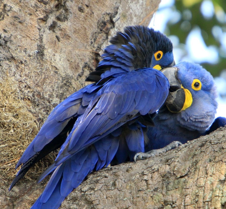 MACAWS   HYACINTH..   partners.JPG