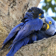 MACAWS   HYACINTH..   partners.JPG