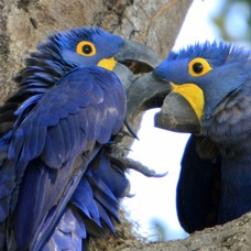 MACAWS ..       HYACINTH  partners.jpg