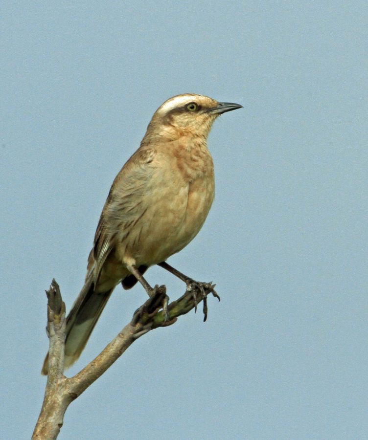 MOCKINGBIRD.  CHALK-BROWED.JPG