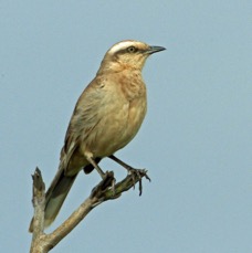MOCKINGBIRD.  CHALK-BROWED.JPG