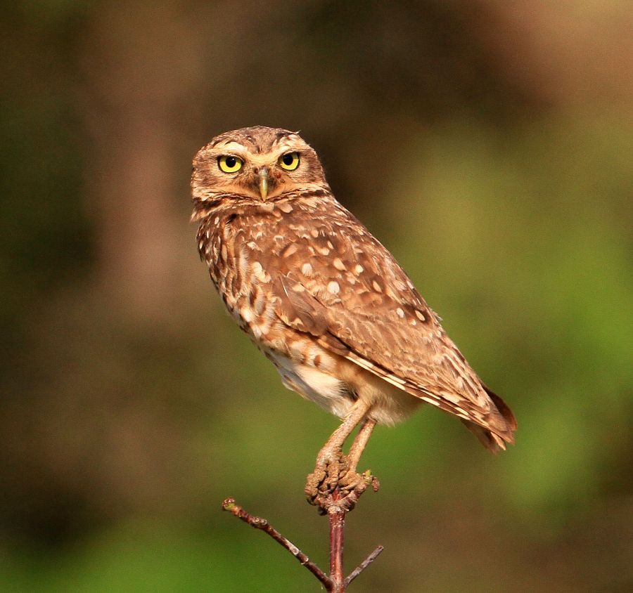 OWL  BURROWING.jpg
