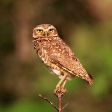 OWL  BURROWING.jpg