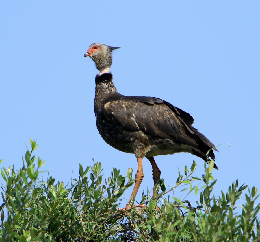 SCREAMER SOUTHERN.jpg