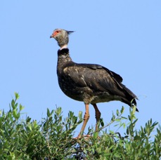 SCREAMER SOUTHERN.jpg