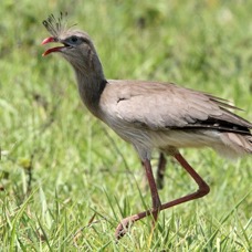 SERIEMA  RED LEGGED.jpg