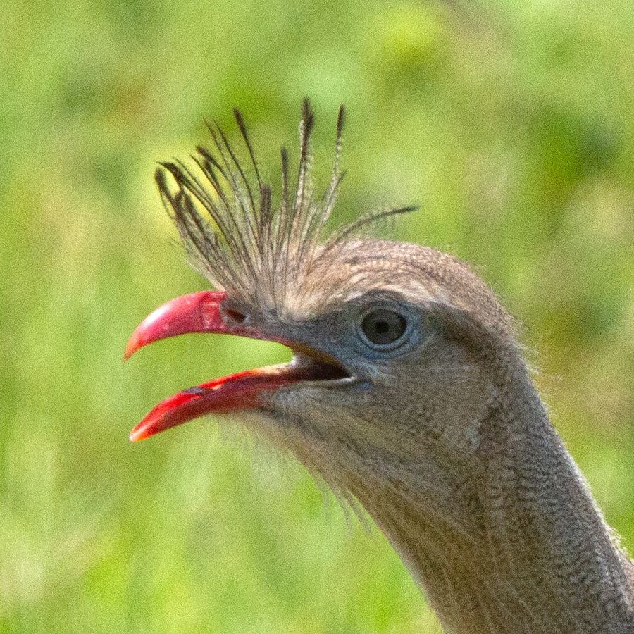 SERIEMA,   RED-LEGGED.jpg