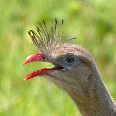SERIEMA,   RED-LEGGED.jpg