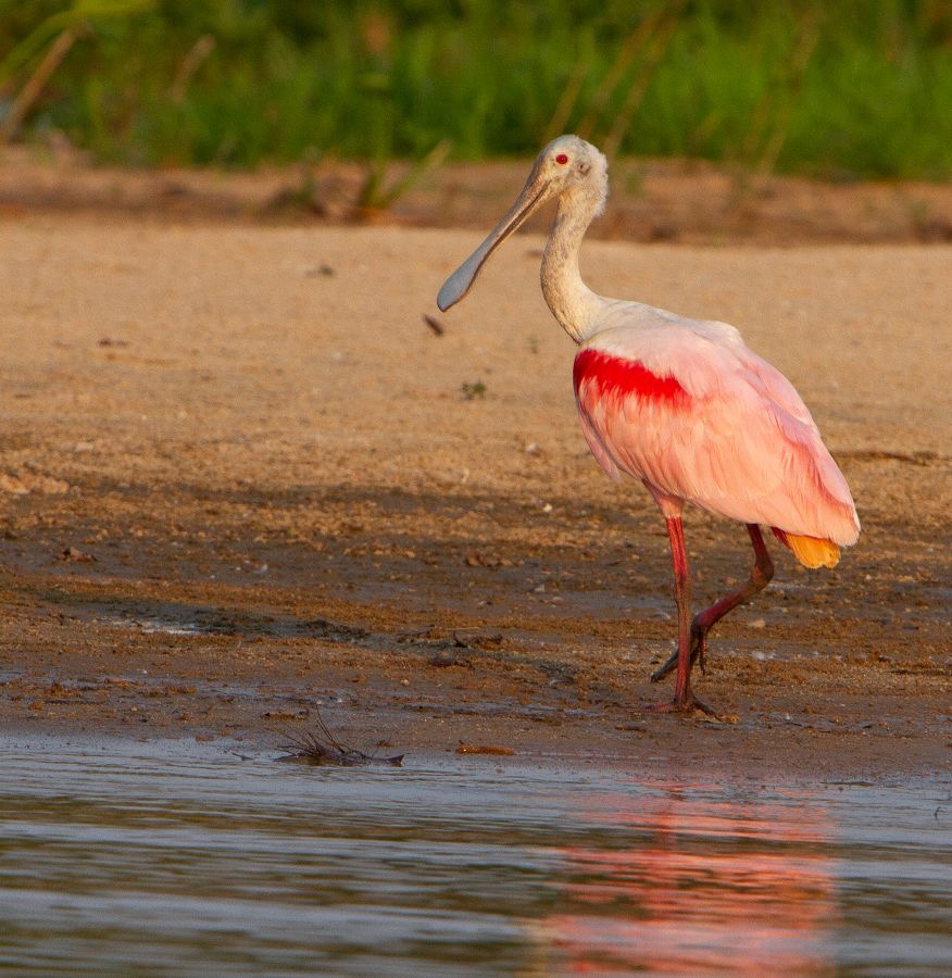 SPOONBILL  ROSEATE.jpg