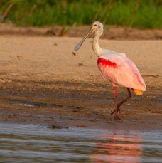 SPOONBILL  ROSEATE.jpg