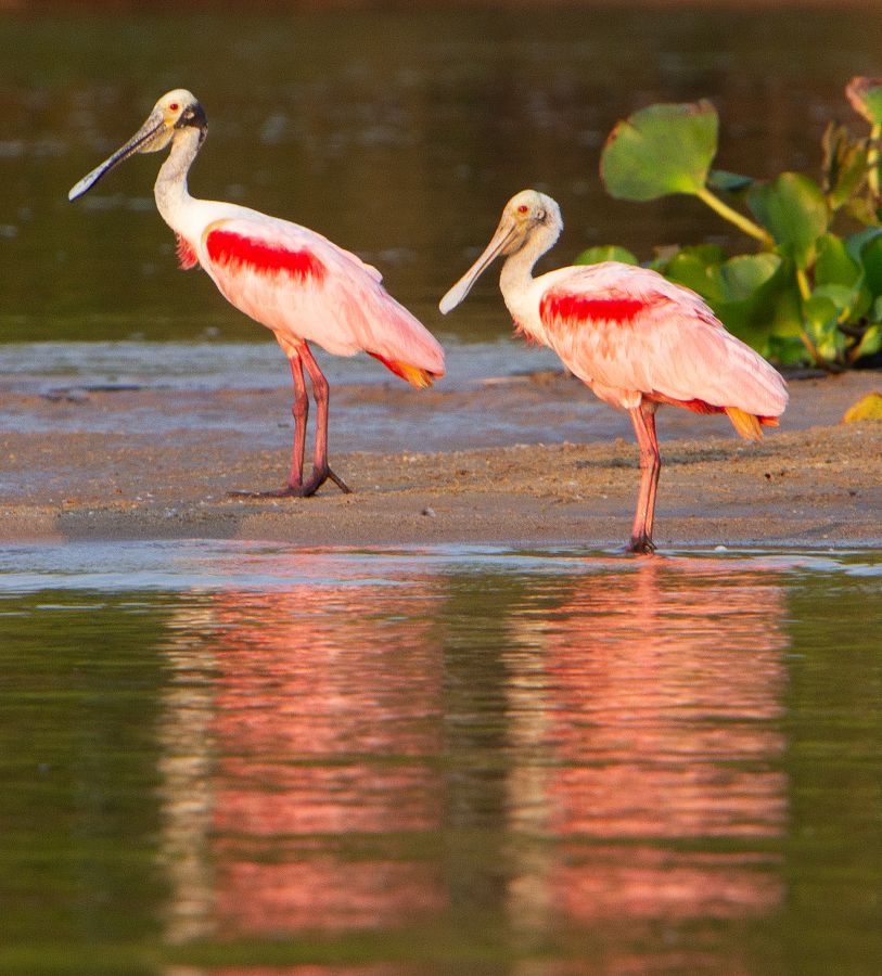 SPOONBILLS ROSEATE.   reflections.jpg