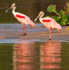 SPOONBILLS ROSEATE.   reflections.jpg