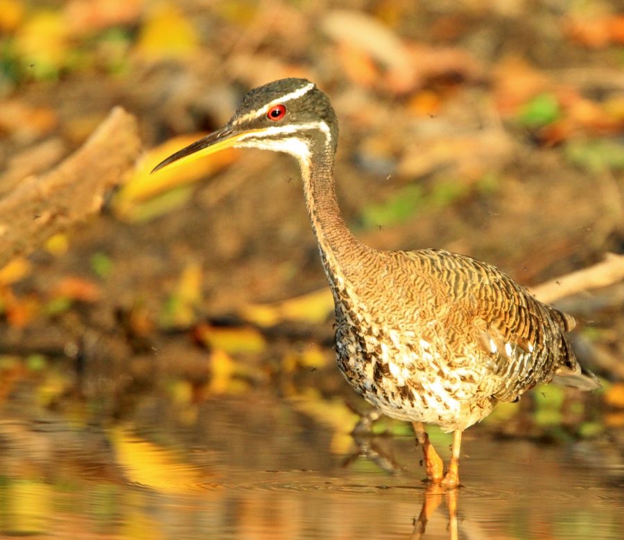 SUNBITTERN  looking for Insects.jpg