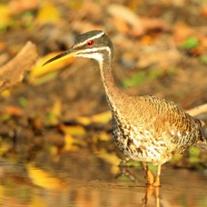 SUNBITTERN  looking for Insects.jpg