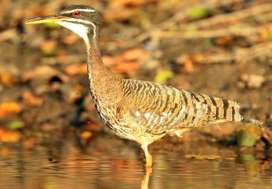 SUNBITTERN.jpg