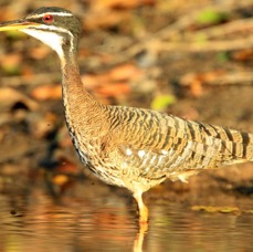 SUNBITTERN.jpg