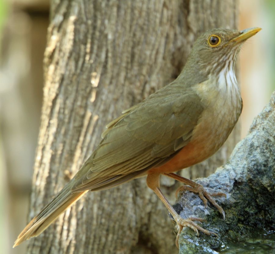 THRUSH.  RUFOUS-BELLIED.JPG