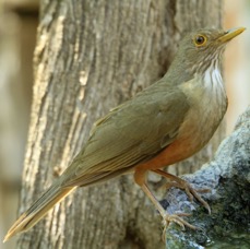 THRUSH.  RUFOUS-BELLIED.JPG