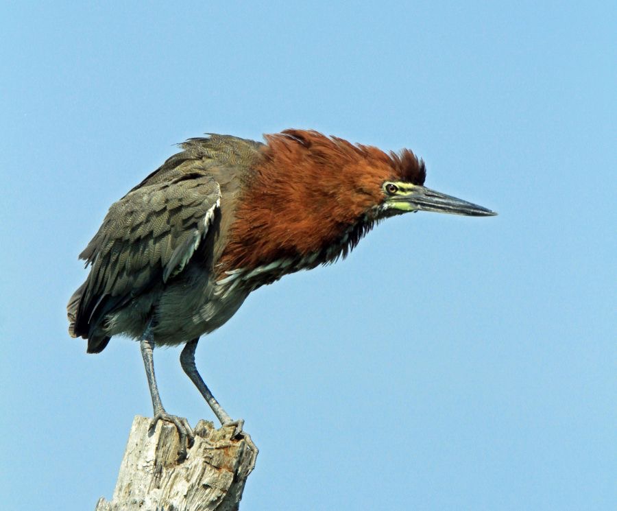 TIGER    HERON RUFESCENT.jpg