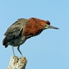 TIGER    HERON RUFESCENT.jpg
