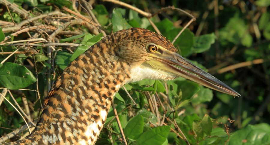 TIGER   HERON RUFESCENT immature.jpg