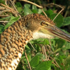 TIGER   HERON RUFESCENT immature.jpg