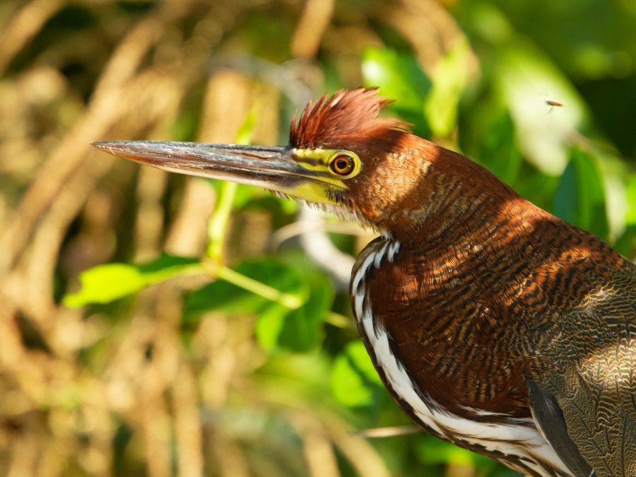 TIGER  HERON  RUFESCENT.  nearly  mature.jpg