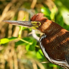 TIGER  HERON  RUFESCENT.  nearly  mature.jpg