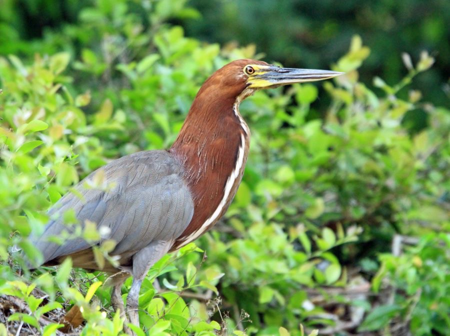 TIGER HERON RUFESCENT  mature.jpg