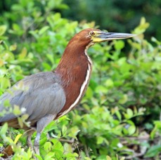 TIGER HERON RUFESCENT  mature.jpg