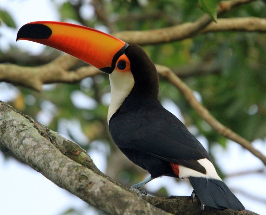 TOUCAN   TOCO.jpg