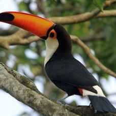 TOUCAN   TOCO.jpg