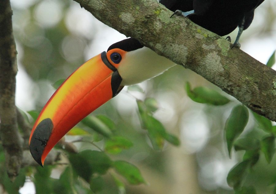 TOUCAN  TOCO.jpg