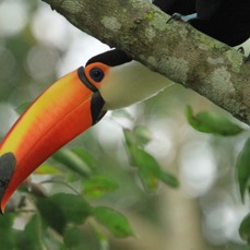 TOUCAN  TOCO.jpg