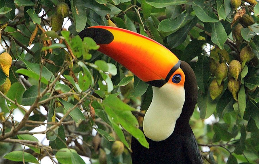 TOUCAN TOCO  feeding.jpg