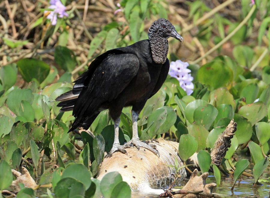VULTURE  BLACK on dead Cayman.jpg