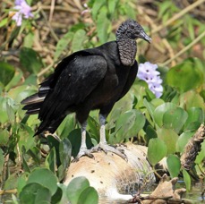 VULTURE  BLACK on dead Cayman.jpg