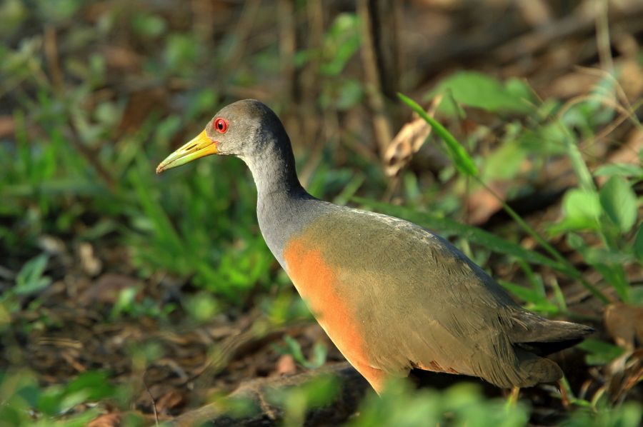 WOOD RAIL  GREY NECKED.jpg
