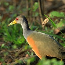 WOOD RAIL  GREY NECKED.jpg