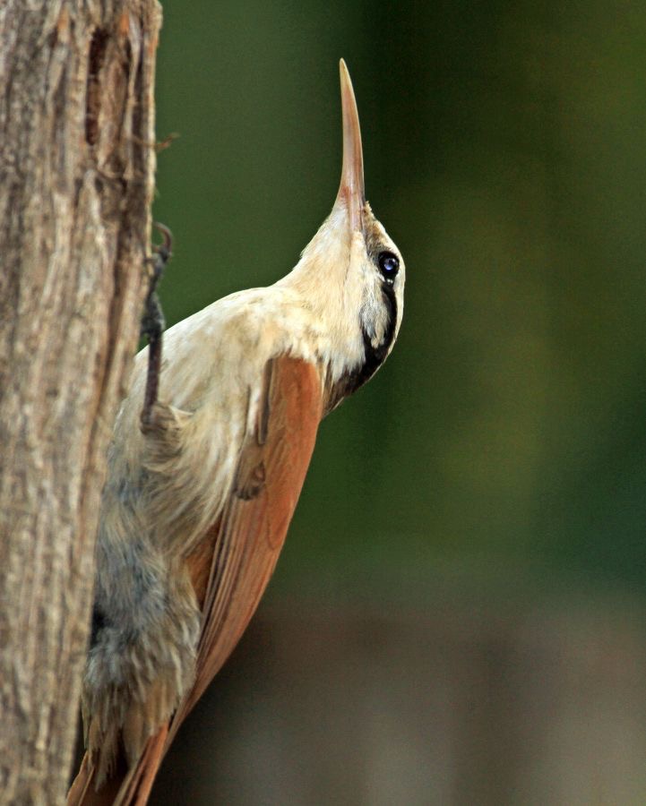 WOODCREEPER NARROW BILLED.jpg