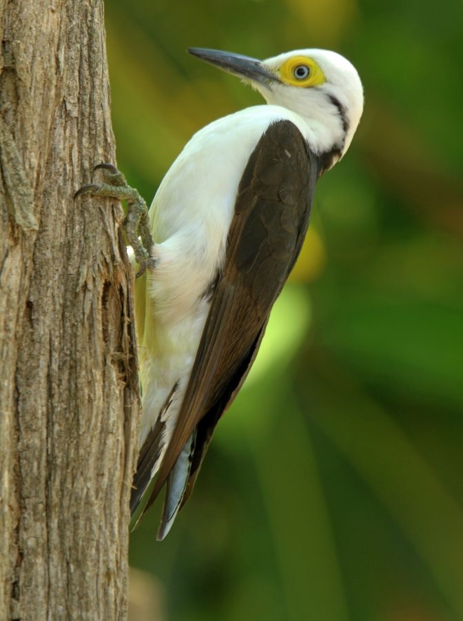 WOODPECKER          WHITE.jpg