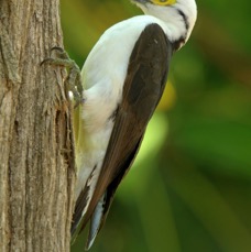 WOODPECKER          WHITE.jpg