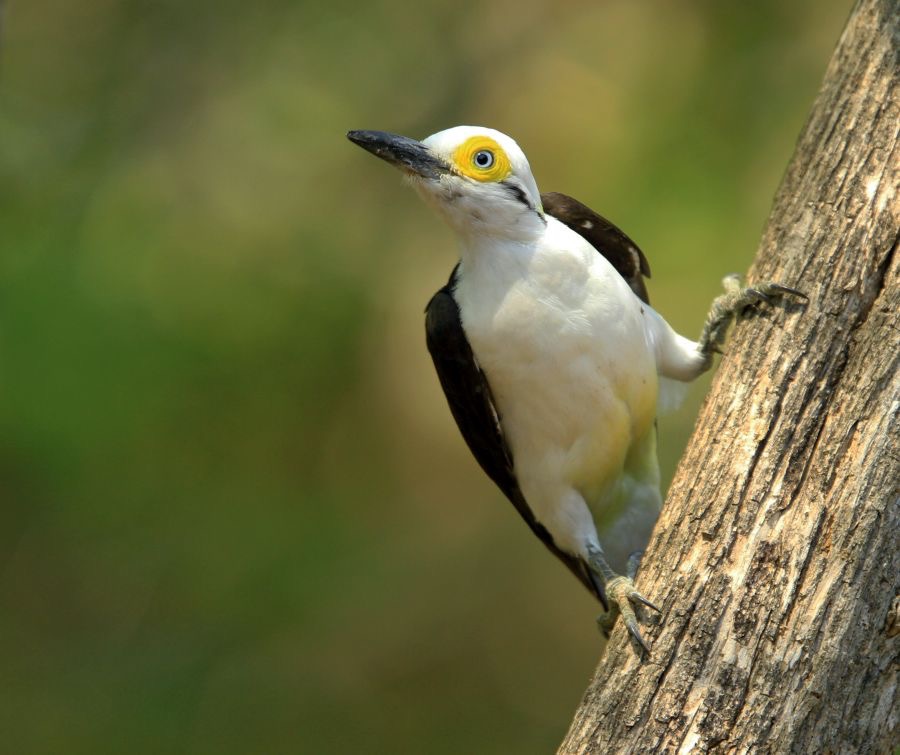 WOODPECKER  WHITE.jpg