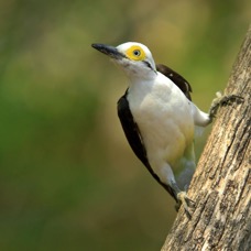 WOODPECKER  WHITE.jpg