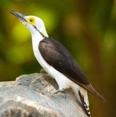 WOODPECKER. WHITE.jpg