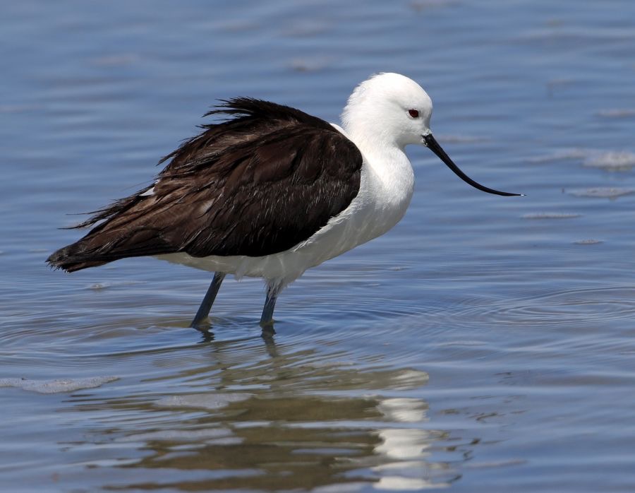 AVOCET   ANDEAN    Atacama        Chaxa Lagoon.jpg