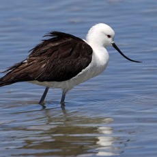 AVOCET   ANDEAN    Atacama        Chaxa Lagoon.jpg