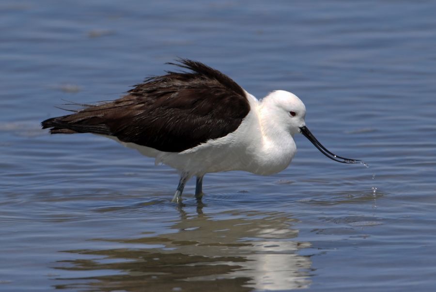 AVOCET   ANDEAN    Atacama.      Chaxa Lagoon.jpg