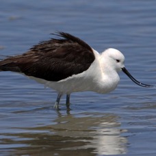 AVOCET   ANDEAN    Atacama.      Chaxa Lagoon.jpg