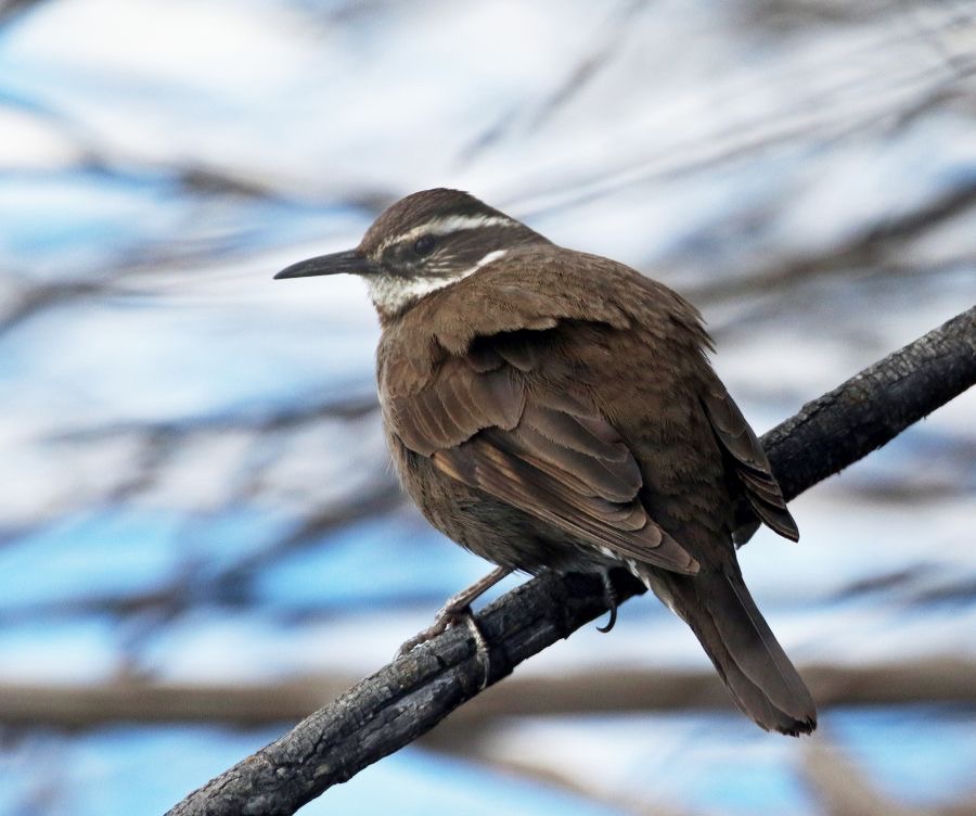 CINCLODES  DARK-BELLIED    Torres del Paine.jpg